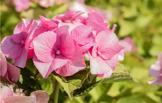 Hydrangea m. 'Teller Rose'