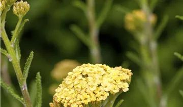 Bildvorschau