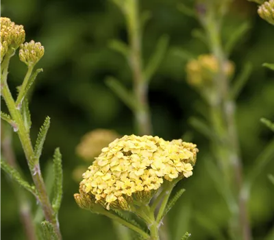 Achillea millefolium 'Sunny Seduction' -R-
