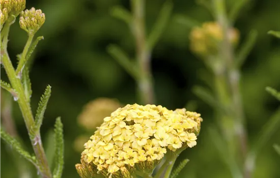 Achillea millefolium 'Sunny Seduction' -R-
