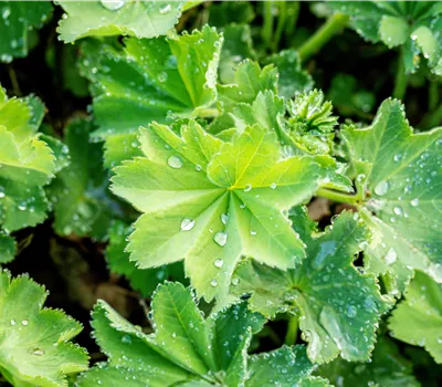 Alchemilla xanthochlora