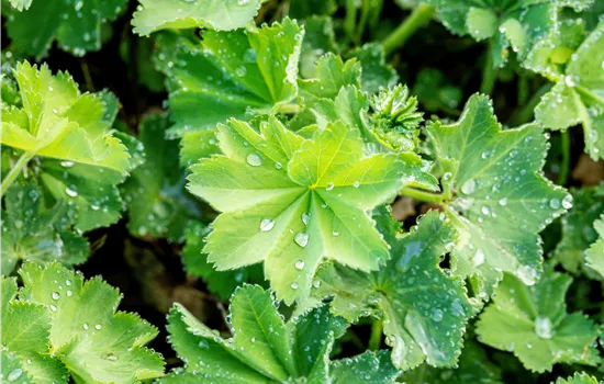 Alchemilla xanthochlora