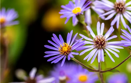 Aster x herveyi 'Twilight'