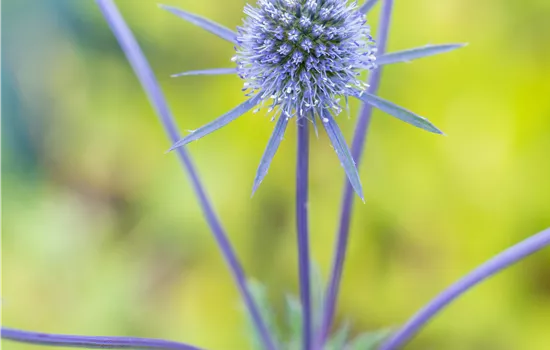 Eryngium planum 'Blaukappe'
