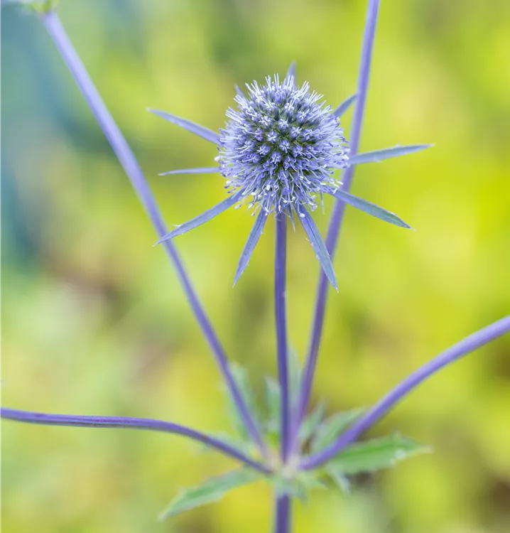 Kleiner Mannstreu 'Blaukappe'