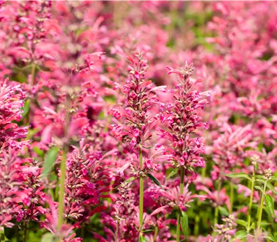 Agastache mexicana 'Red Fortune'
