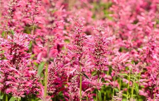 Agastache mexicana 'Red Fortune'
