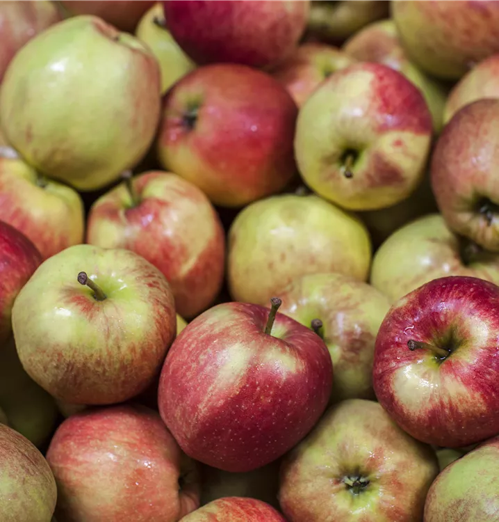 Säulenapfel 'Jucunda'®