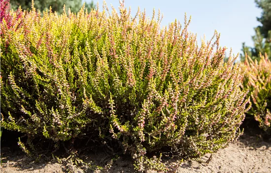 Calluna Hybr. i.S.
