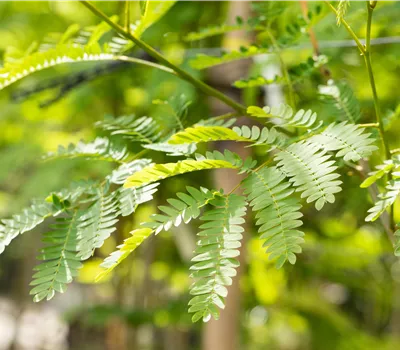 Albizia julibrissin 'Rouge de Tuilière' Albizia julibrissin 'Rouge de Tuilière'