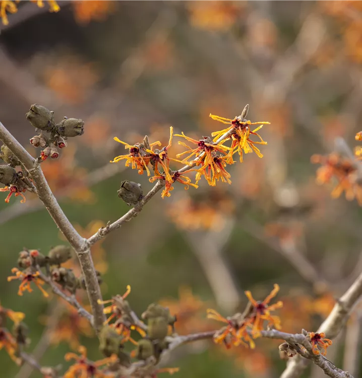 Zaubernuss 'Aphrodite'
