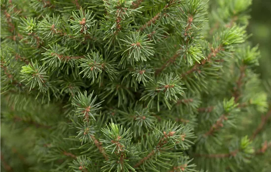 Picea glauca 'Conica Perfecta' Picea glauca 'Conica Perfecta'