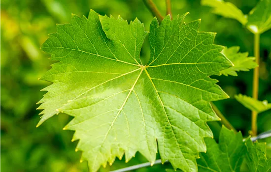 Vitis 'Nero' -S-