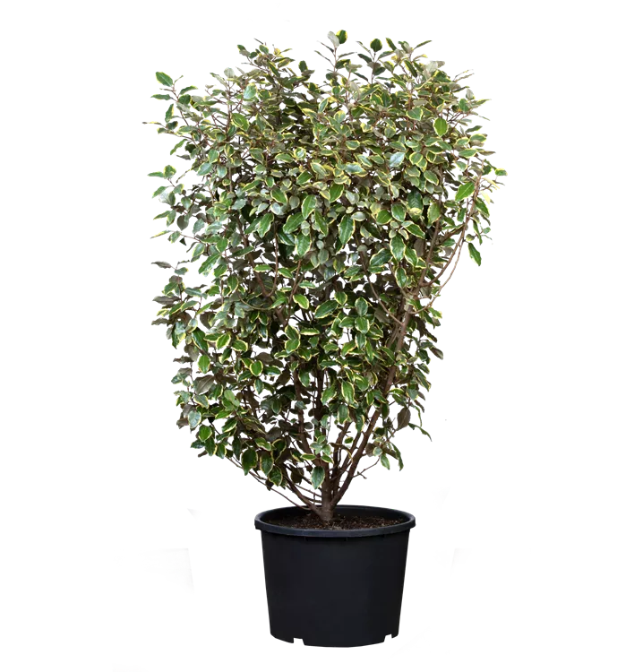 Immergrüne Ölweide 'Gilt Edge'