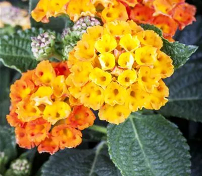 Lantana camara i.S.