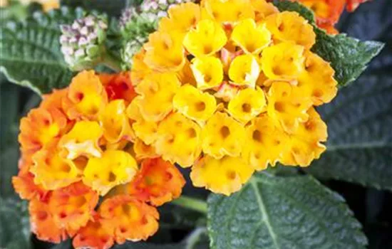 Lantana camara i.S.