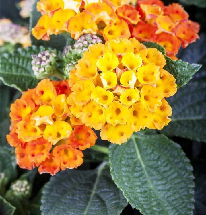 Wandelröschen in Sorten