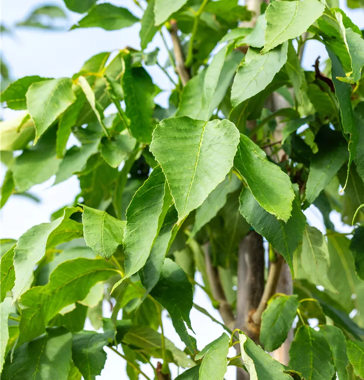 Weißesche 'Skyline'