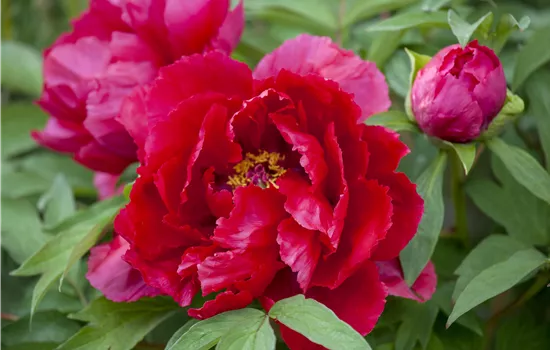 Paeonia lactiflora i.S.