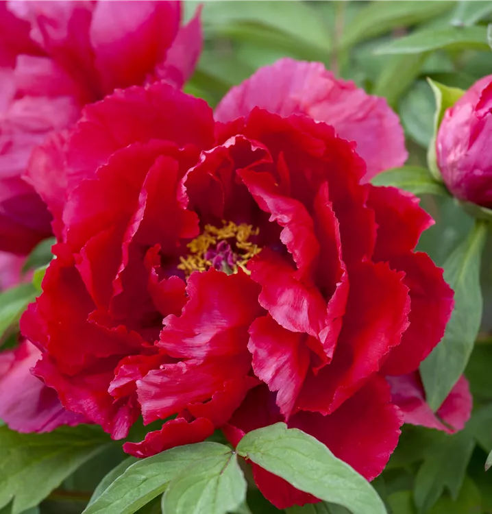 Asiatische Pfingstrose