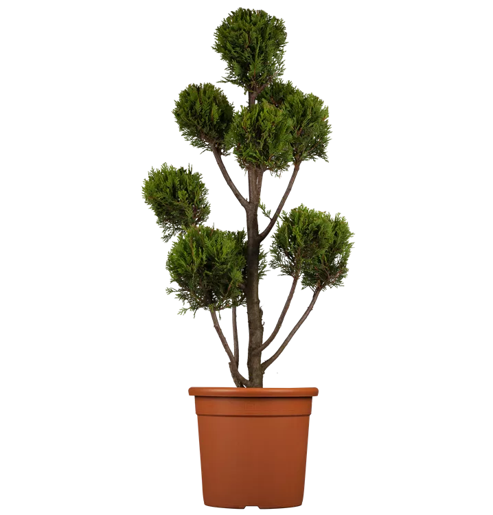 Gelbe Baumzypresse 'Castlewellan Gold'