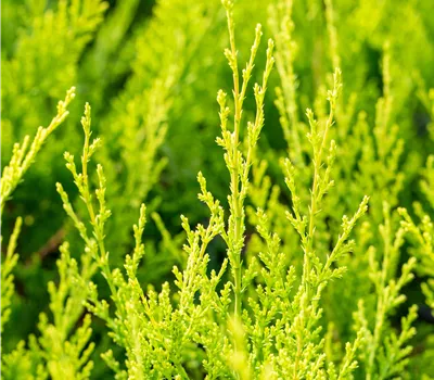 Cupressocyparis leyl.'Castlewellan Gold'