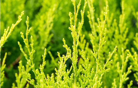 Cupressocyparis leyl.'Castlewellan Gold'