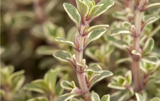 Thymus x citriodorus