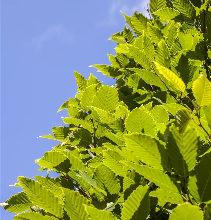 Hainbuche 'Frans Fontaine'