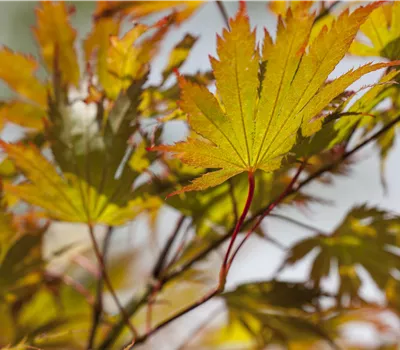 Acer palmatum i.S.