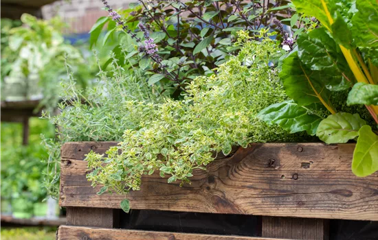Thymus x citriodorus 'Golden King'