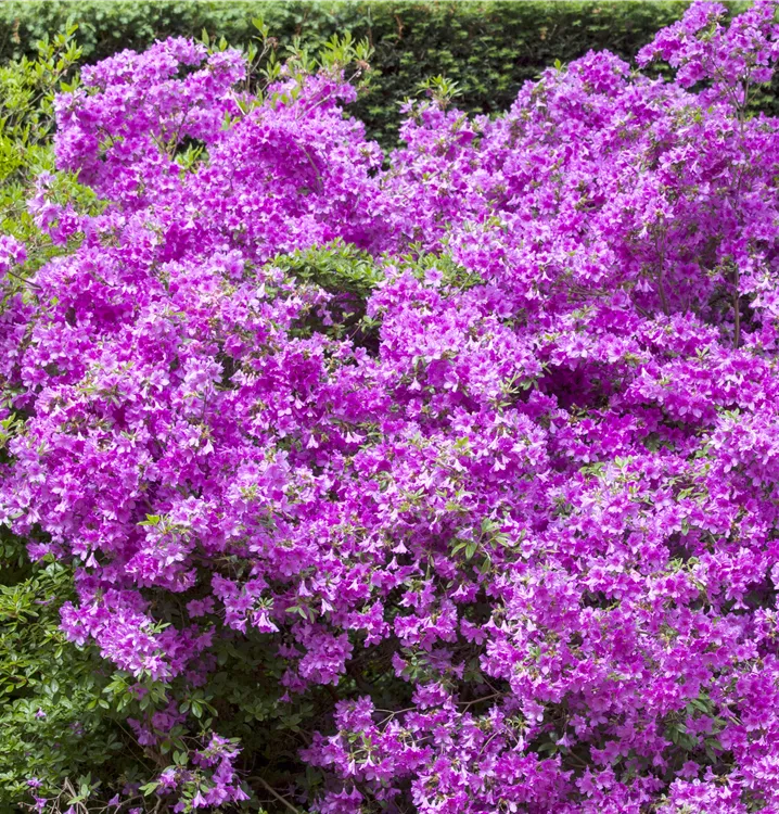 Japanische Azalee i.S.