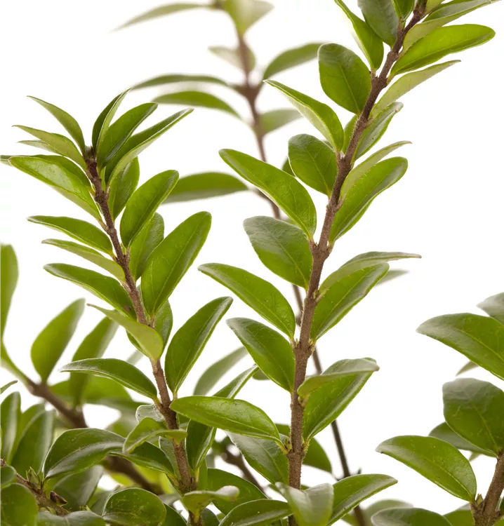 Heckenmyrte 'Elegant'