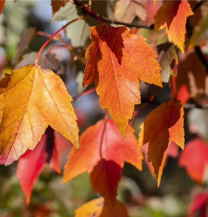 Rotahorn 'Sun Valley'