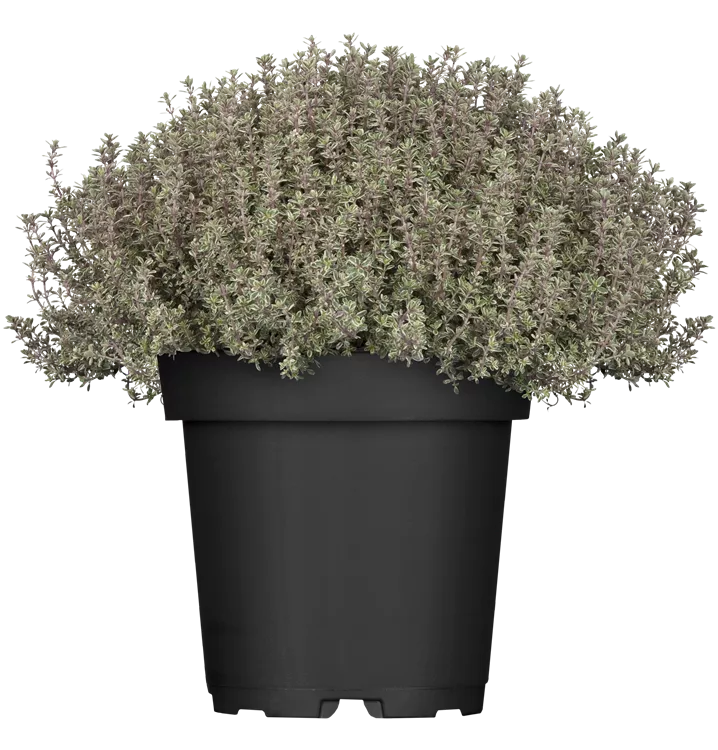 Weißrandiger Garten-Thymian 'Silver Queen'