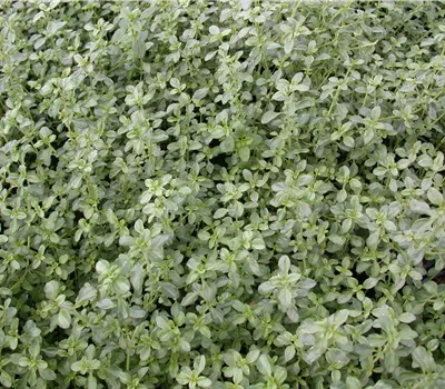 Thymus x citriodorus 'Silver Queen'