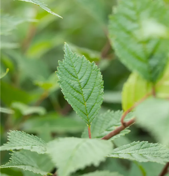 Europäische Weißulme