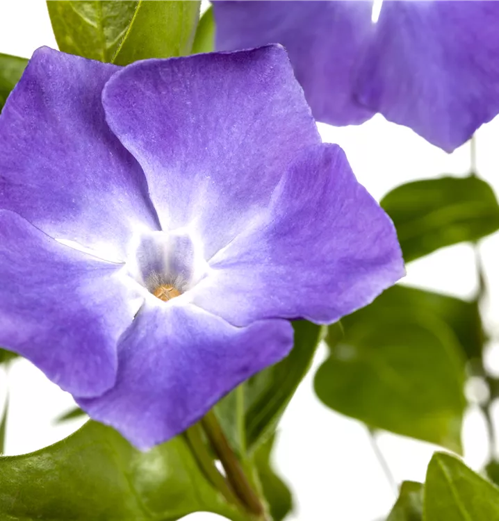 Großblättr.Immergrün