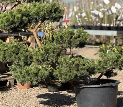 Pinus mugo 'March' Nr.1