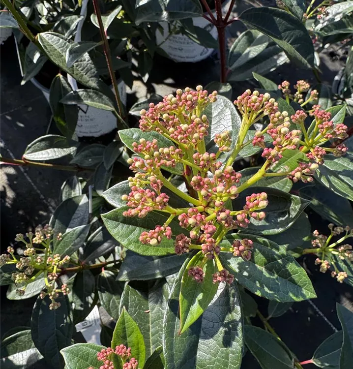 Immergr.Kissenschneeball