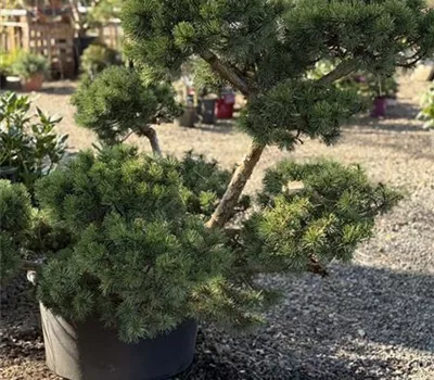 Pinus mugo 'March' Nr.2