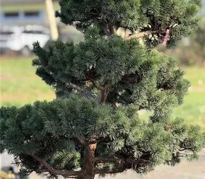 Pinus mugo 'March' Nr.3