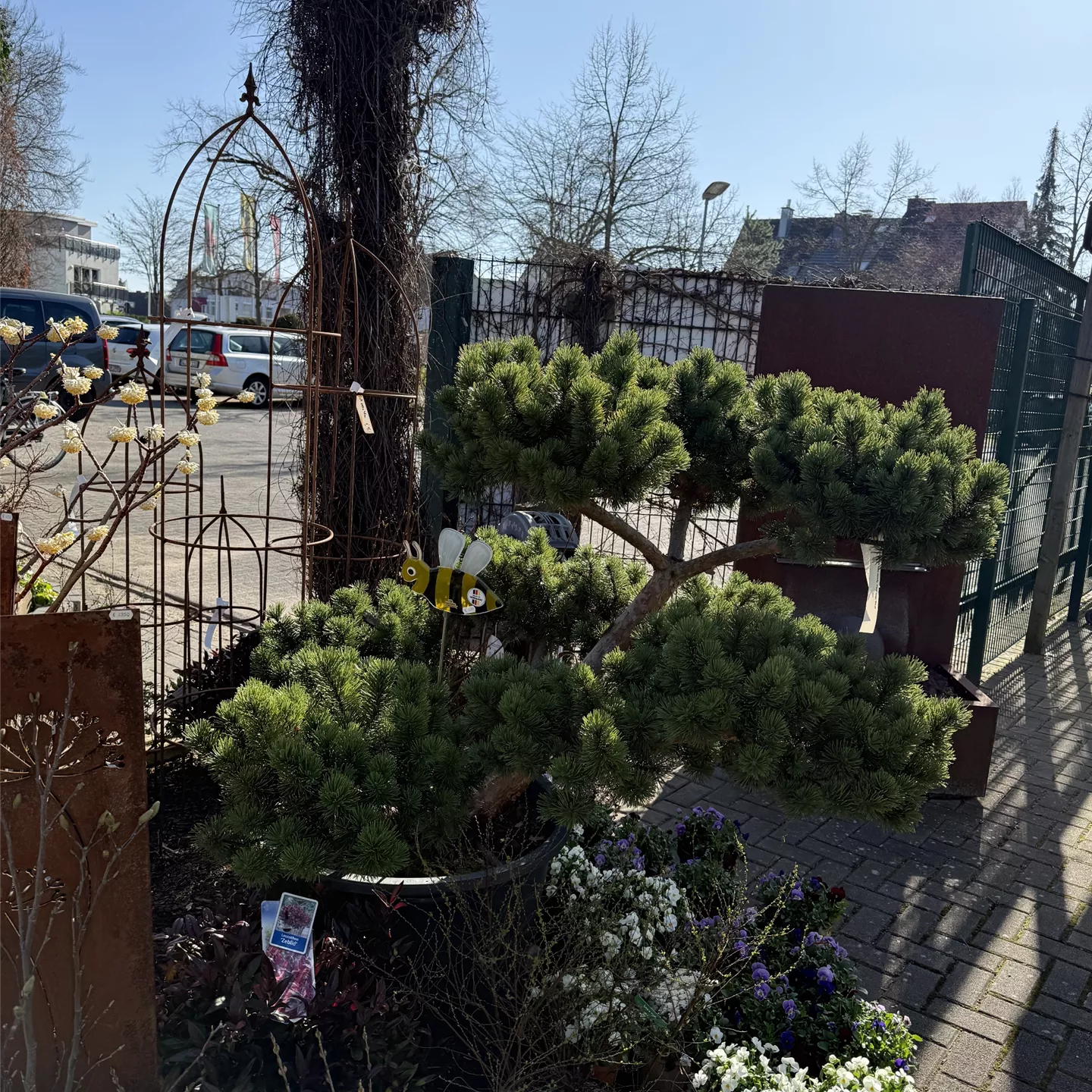 Pinus mugo 'March' Nr.4