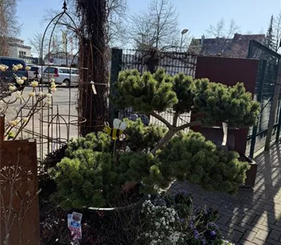 Pinus mugo 'March' Nr.4