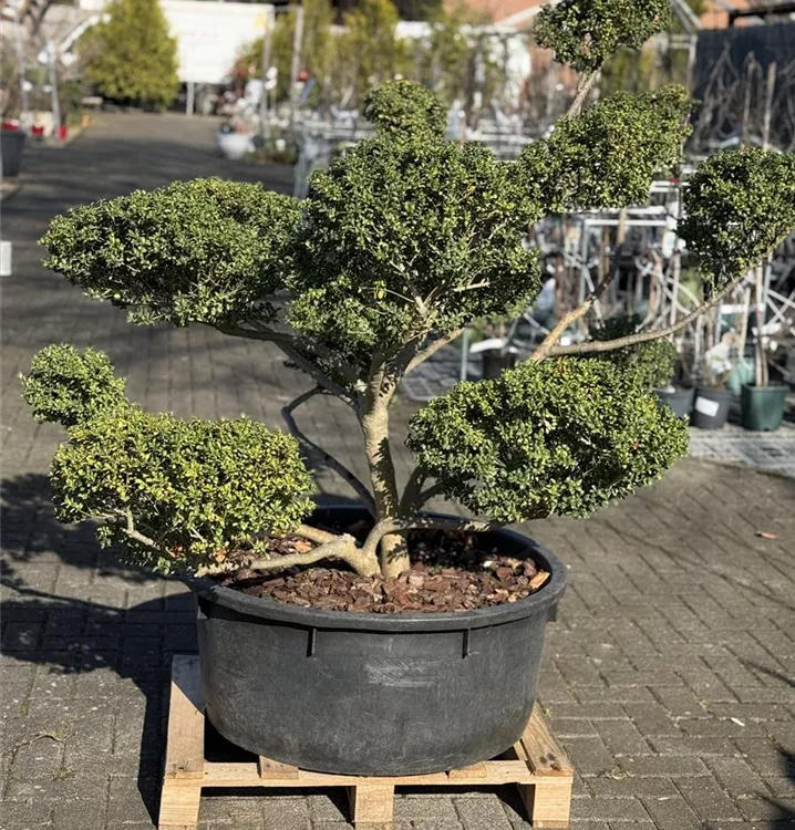 Berg-Ilex 'Convexa'