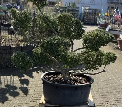 Ilex crenata 'Convexa' Bonsai