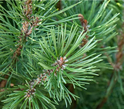 Pinus pinea