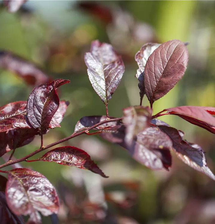 Zierpflaume 'Trailblazer'