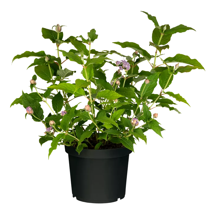 Japanische Samthortensie