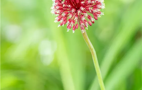 Allium sphaerocephalon
